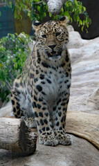 Amur Leopard sitting