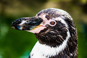 close up of a penguin