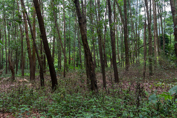 thin tree trunks in the forest