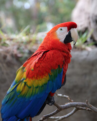 Red and blue macaw looking right