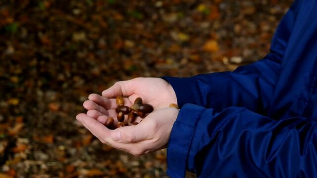 Fall season. Oak acorns in male hands in the autumn forest. Autumn mood