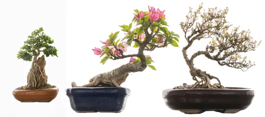 Foto auf Acrylglas Various types of bonsai trees isolated on white background. © ArLawKa