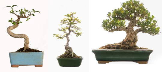 Foto op Plexiglas Various types of bonsai trees isolated on white background. © ArLawKa