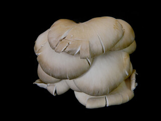 mushrooms isolated on black background