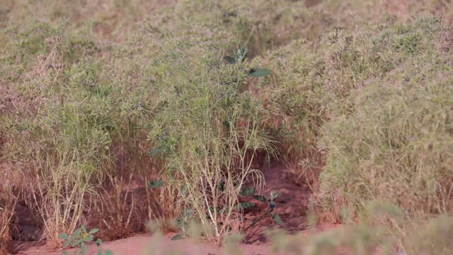 Cumin seeds plant agriculture,caraway plant (Carum carvi) in full bloom in india, indian spice plant ( caraway-cumin),