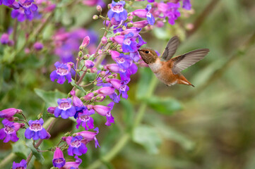 Hummingbird froze in flight is drinking from purple flowers in Claremont botanic gardens - Powered by Adobe