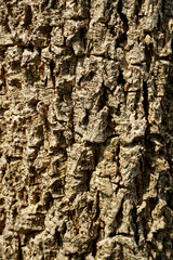 Old wood cracked texture, Seamless tree bark texture, Endless wooden background for web page fill or graphic design. Selective focus.	
