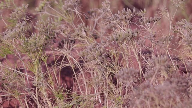 Dry caraway seeds, umbrella plants, background,agriculture of cumin seed, green cumin plants on farm,zira,