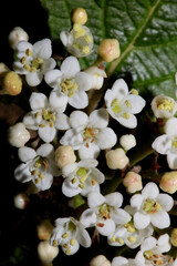 White small flower blossoming Viburnum tinus L. family adoxaceae botanical modern high quality big size print