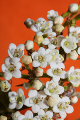 White small flower blossoming Viburnum tinus L. family adoxaceae botanical modern high quality big size print