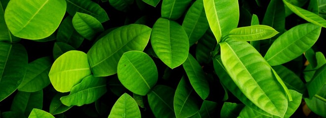 green leaves background