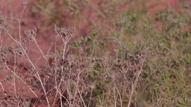 Dry cumin cultivation and plants,most popular cumin seeds plant in indian farm or garden, ripe cumin Seeds and Jeera or zira plants,Carum carvi or meridian fennel,