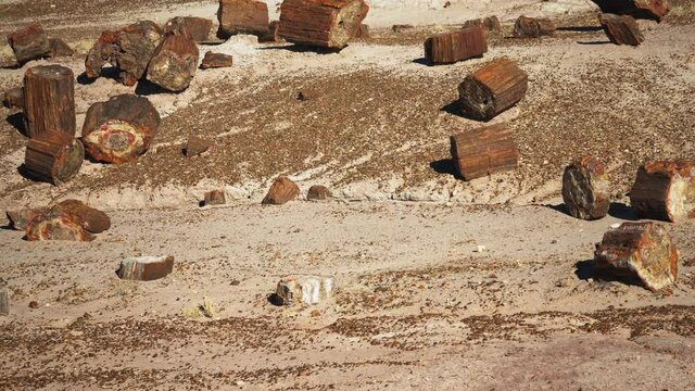View of ground strewn with petrified logs in Petrified Forest National Park.
