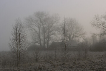 Small huts under massive tree crowns in the fog.