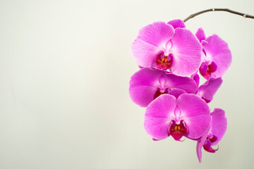 Phalaenopsis flower hanging on a branch, on a uniform background