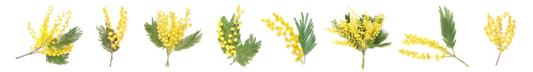 Beautiful blooming mimosa branches on white background - obrazy, fototapety, plakaty