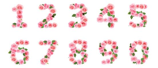 Numbers made of beautiful rose flowers on white background