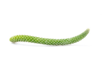 Image of cactus isolated on white background. Small decorative plant. Front view.