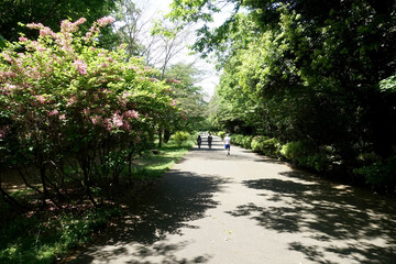 のどかなロックダウン～散歩道