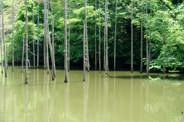 沼、日本の奥地、水と木と