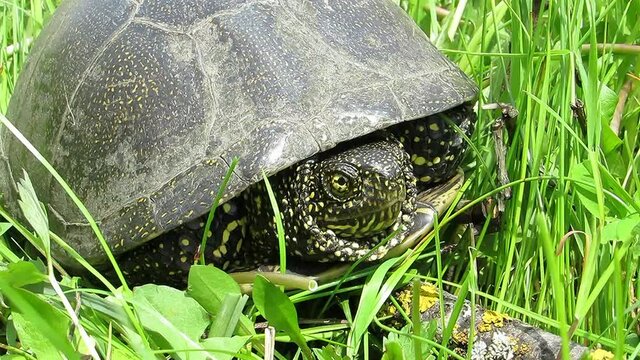 Marsh turtle green grass Emys orbicularis