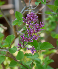 ライラックの蕾02