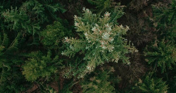 flyover forest top shot drone lake 4k