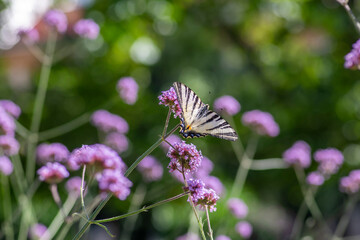 Verbena bonariensis vervain purpletop flowering plant with white black butterfly scarce swallowtail Iphiclides podalirius