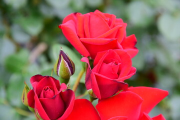 薔薇