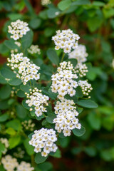 Spiraea vanhouttei meadowsweet ornamental shrub in bloom, group of bright white flowering flowers on branches, green leaves