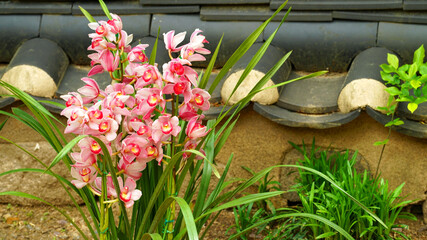 orchids with red flowers growing under the walls of the temple.