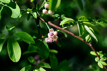 Akebia chocolate-an exotic liana with beautiful inflorescences