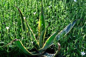 Succulent plant.Variegated Desmett Agave.