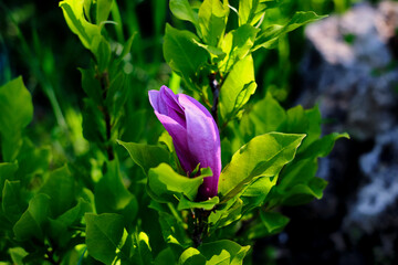 Flowering of the hybrid magnolia Sulanja Susan
