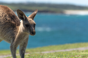 Close up of Grey Kangaroo With Sea Landscape at Background.Nature Concept.Wildlife Concept