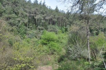 forest in autumn