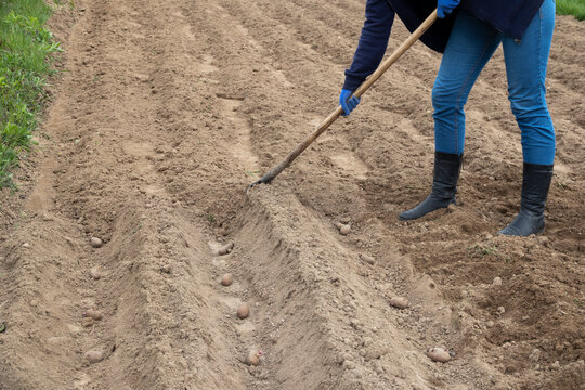 The woman covers the potatoes with soil. Planting potatoes in the ground in the spring. Growing organic vegetables. Early spring preparations for the garden season. 