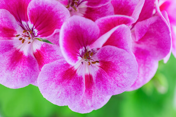 Obraz na płótnie Canvas Close-up of pink geranium flowers on a green background. Beautiful floral background, macro photography.