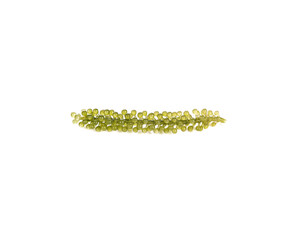 Sea grapes ( green caviar ) seaweed on white background