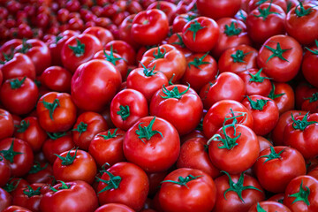Tomatoes background. Fresh Tomatoes variety grown in the shop. Tomatoes for salad, entree and soup