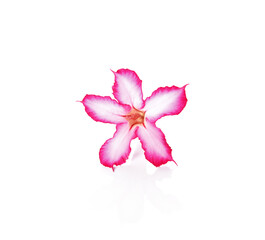 Azalea flowers isolated on a white background