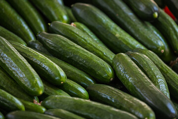 Fresh organic green cucumbers on fresh market,  background. Сucumbers texture . A lot of organic сucumbers   root
