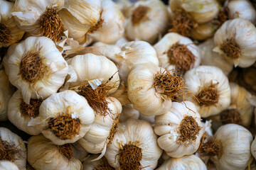 Young garlic   in box,  background. Fresh  garlic variety grown in the shop. Tasty and healthy food