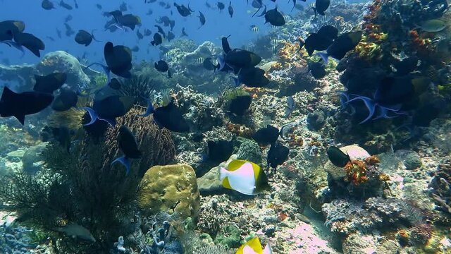 Hundreds of blue trigger fish feeding and grazing on a coral reef