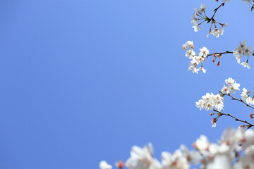 青空と桜のフレーム
