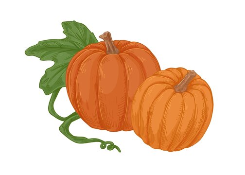 Autumn orange pumpkins with stems and green leaf. Fall round-shaped squashes. Fresh farm vegetables. Realistic gourd fruits. Hand-drawn vector illustration isolated on white background
