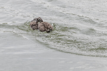ducklings battling on lake