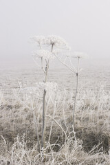 Old dried hogweed, against the background of a blurred field.