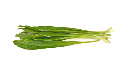 fresh Long Coriander leaves isolated on the white background
