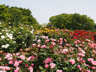 バラ園